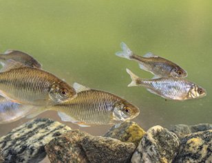 coarsa_fishing