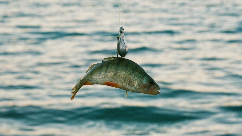 coarse_fishing_two