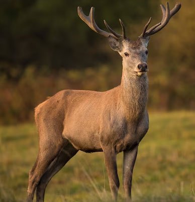 deer_red