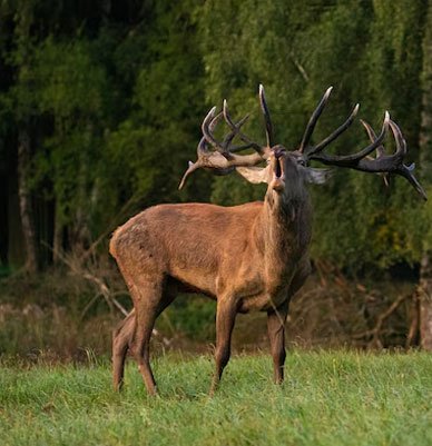 deer_red2