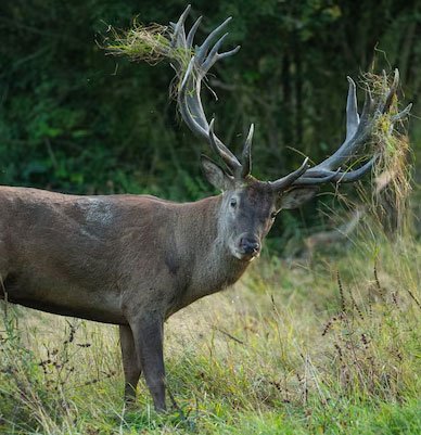 deer_red3