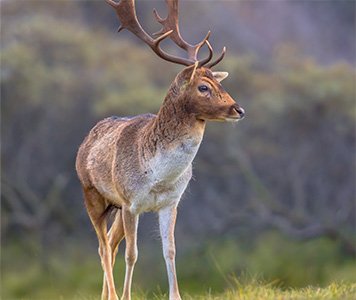 fallow_deer_stalking