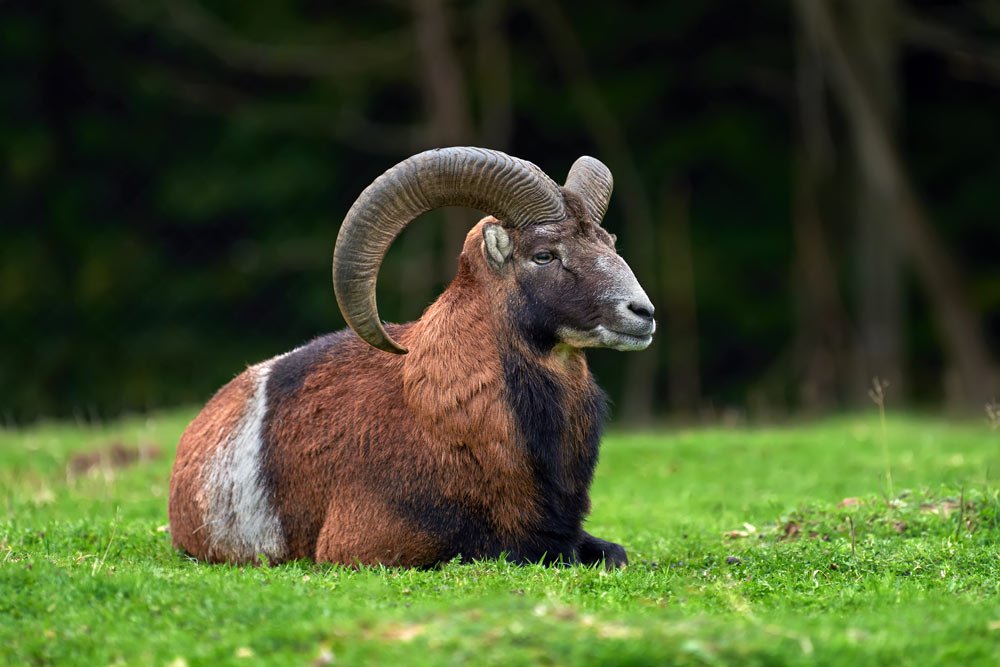 ibex