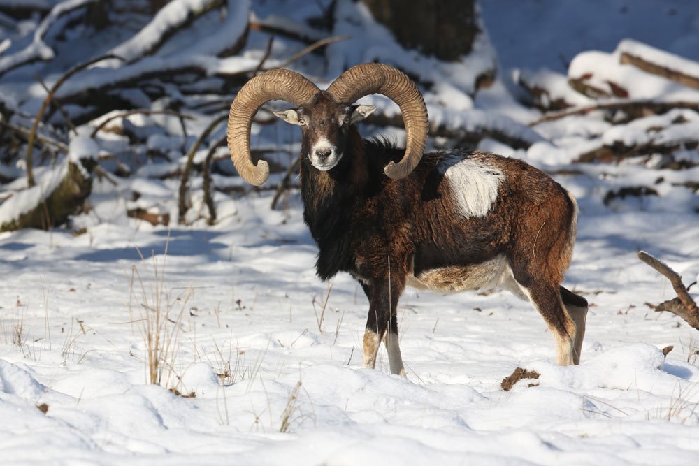 ibex2