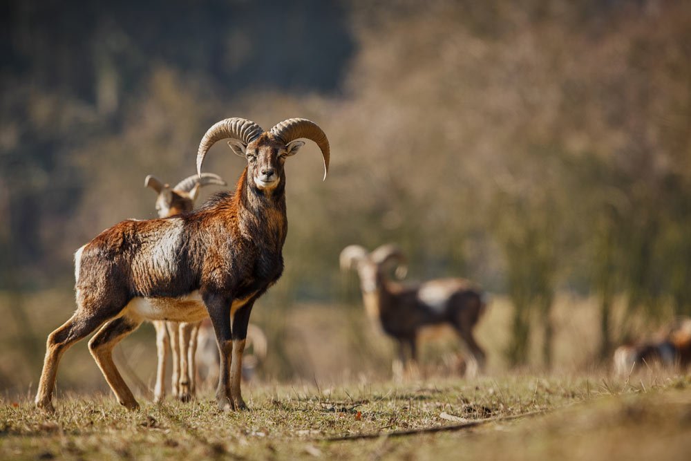 ibex3
