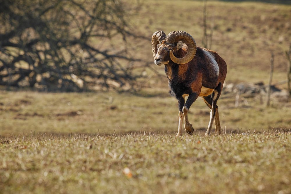ibex4