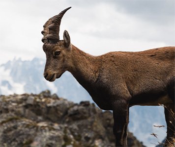 ibex_multi_horn_sheep