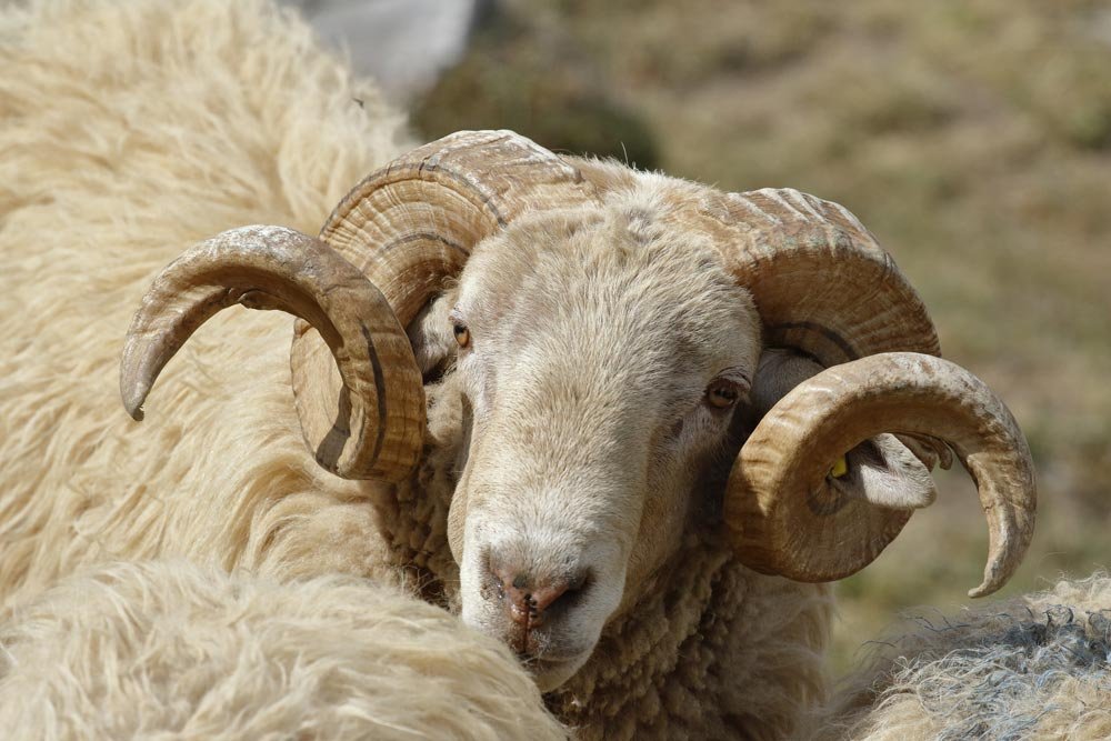 multi_horned 2