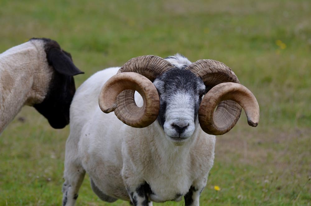 multi_horned