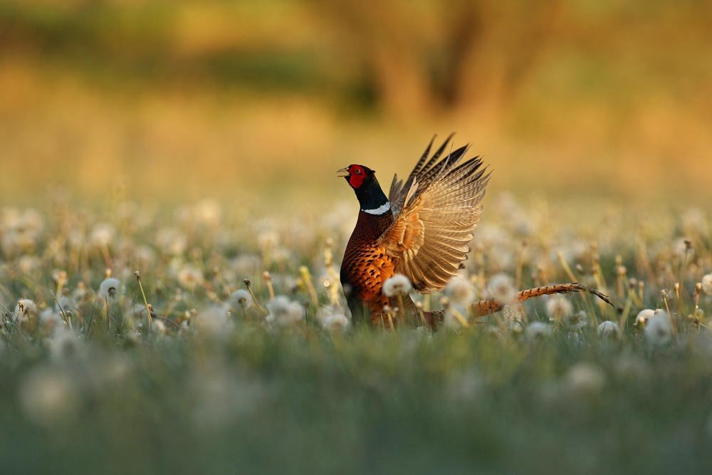 pheasent