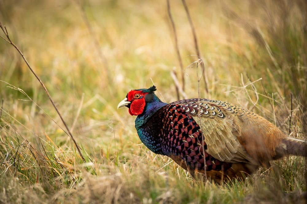 pheasent_2