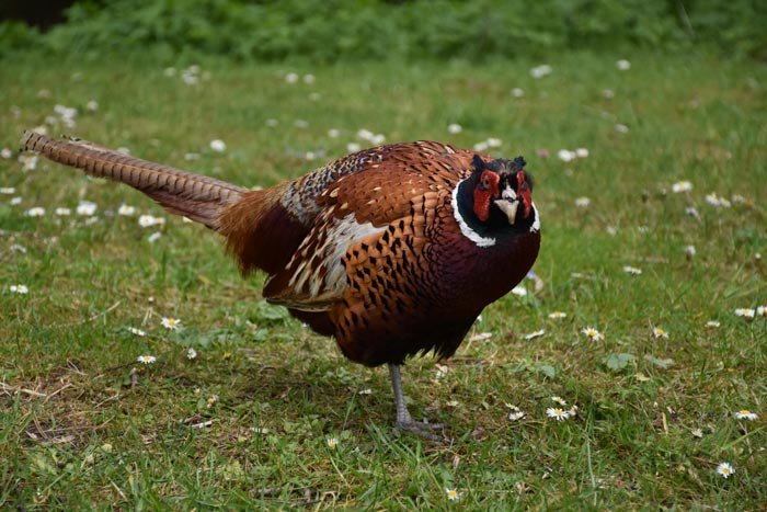 pheasent_3