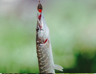 pike_fishing