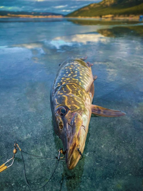 pike_fishing_three