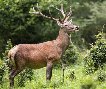 red_deer_stalking