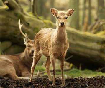 sika_deer_hunt
