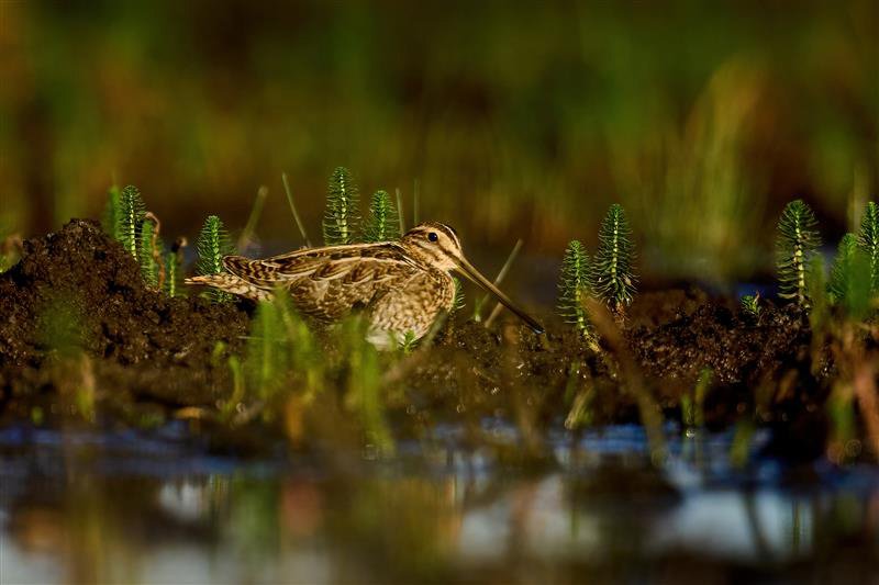 common snipe