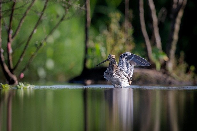 snipe1
