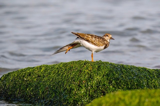 snipe2