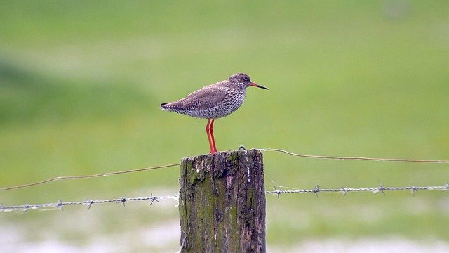 snipe3