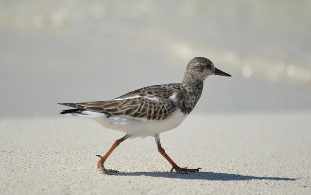 woodcock 4681740_640