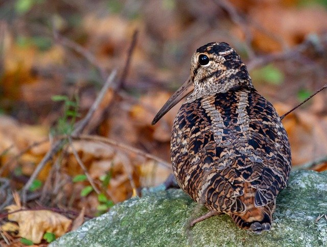 woodcock 6661876_640